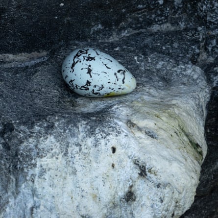 Guillemot egg on Dun Miughlaigh