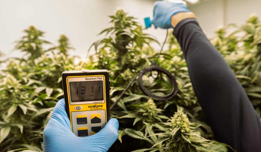 A Celadon agronomist checks the strength of the artificial light with a quantum sensor in a grow room where the cannabis plants are cultivated.